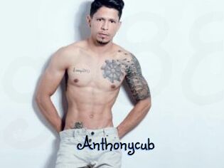 Anthonycub
